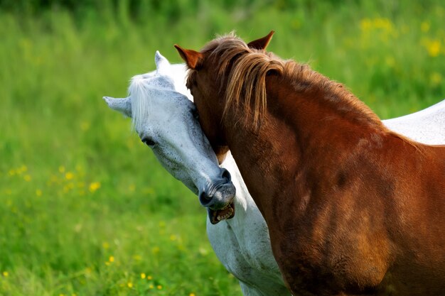 Braunes und weißes Pferd weidet mit Liebe auf der Wiese