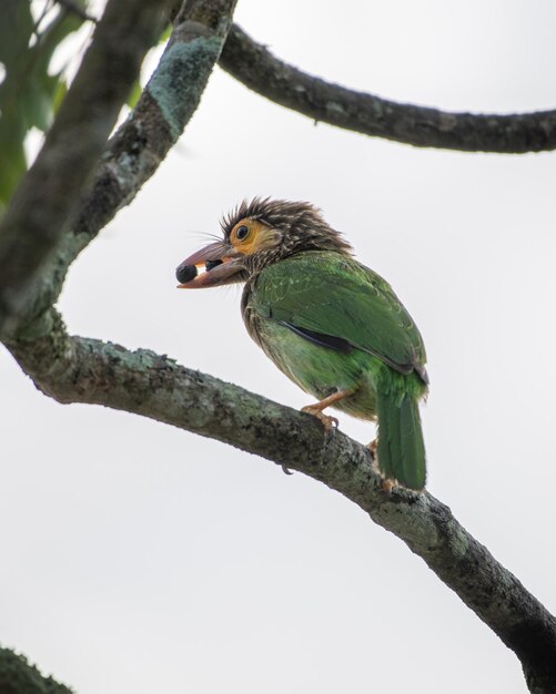 Braunköpfiger Barbet vor dem weißen Himmel, zwei wilde Früchte im Schnabel