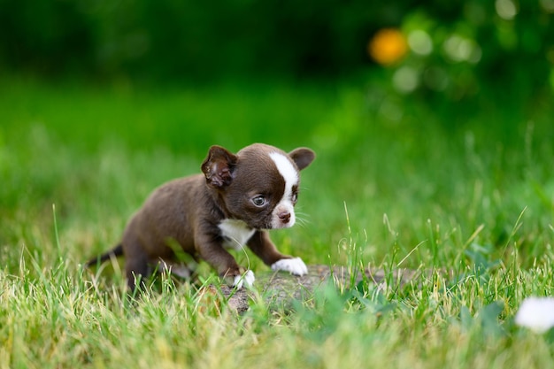 Braunweißer Chihuahua-Welpe sitzt auf Gras und schaut auf natürlichem grünem Hintergrund weg