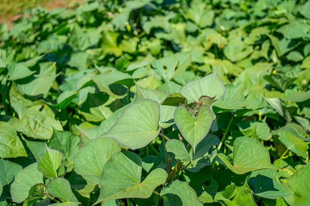 Brazilina bela plantação de batata doce