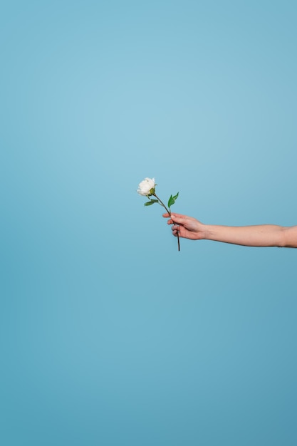 Brazo de mujer sosteniendo una flor blanca sobre un fondo azul.