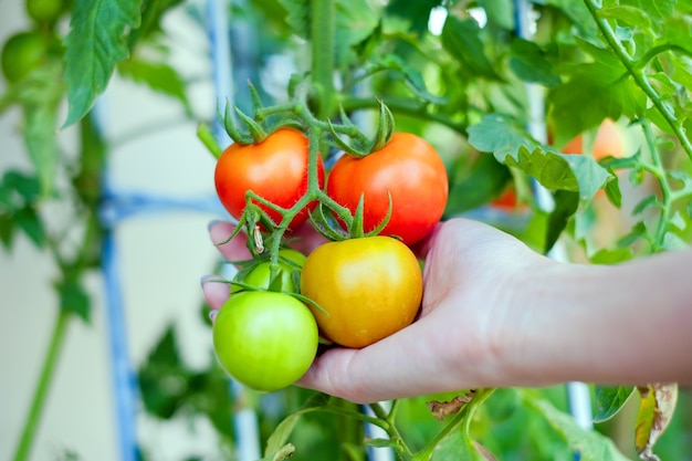 brazo de las mujeres asiáticas con rama de tomates amarillos y verdes rojos