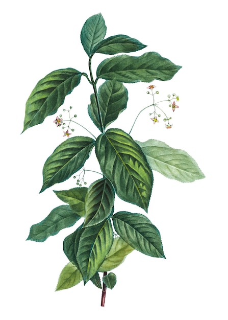 Breitblattspindelpflanze durchsichtig png