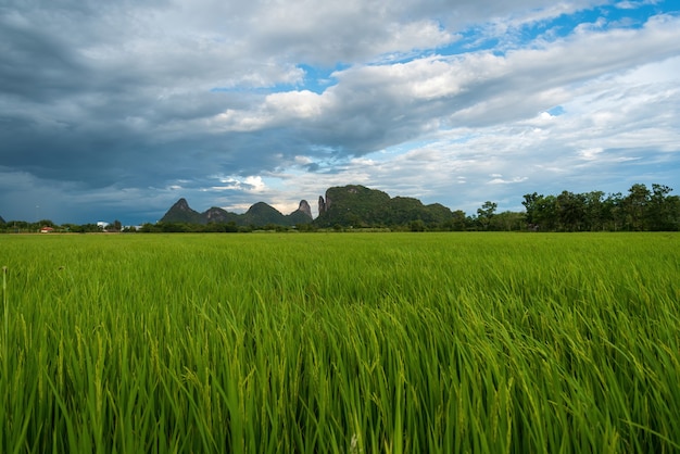 Foto breite grüne reisfelder und blauer himmel.