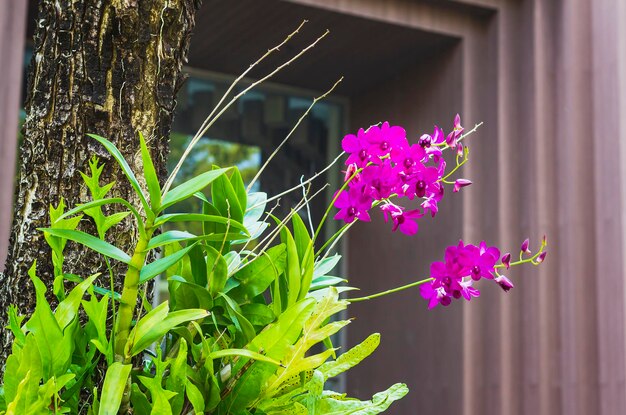 Foto breiter schuss blühender orchideenblumen in ihrem natürlichen lebensraumtropisches thailandlila orchidee am baum