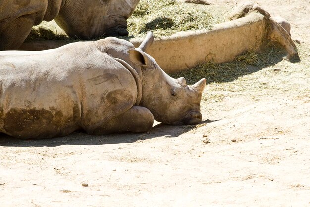 Breitmaulnashorn (Ceratotherium simum)