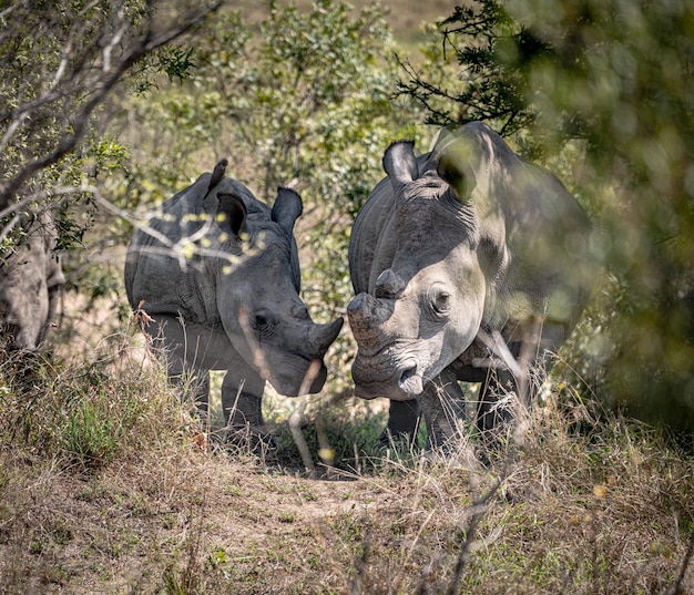 Breitmaulnashorn Ceratotherium Simum