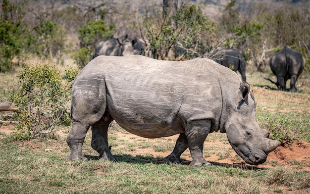 Breitmaulnashorn Ceratotherium Simum