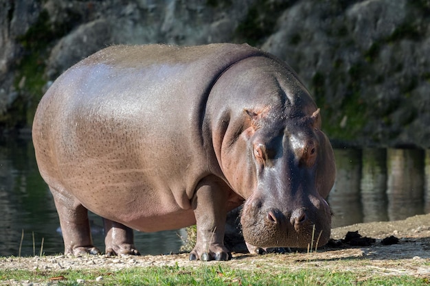 Breitmaulnashorn-Porträt beim Essen