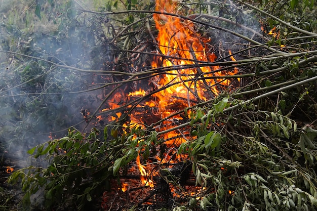 Brennen von abgeschnittenen Ästen auf dem Feld