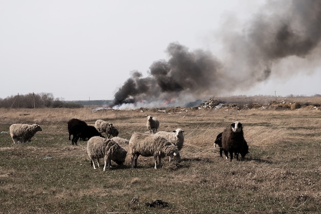 Brennende Müllkippe verschmutzt die Umwelt. Starker Wind steigt giftiger Rauch von brennendem Müll in die Luft.