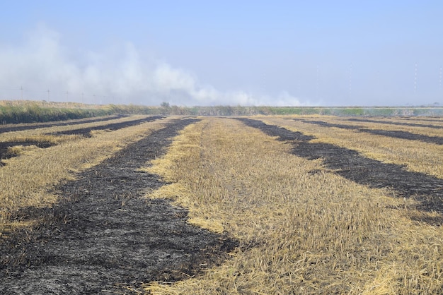 brennende Spur im Reisfeld Landschaft brennendes Feld