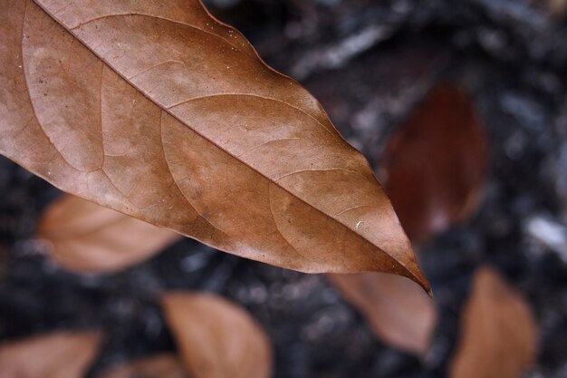 Brennende trockene Blätter. Holzkohleblatt Hintergrund