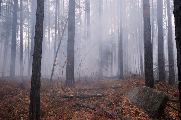 Brennender Wald im Herbst mit Stein im Vordergrund