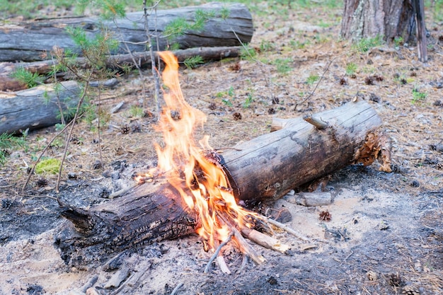 Brennendes Feuer in einem Kiefernwald aus nächster Nähe