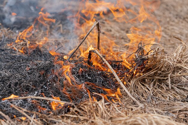 Brennendes trockenes Gras auf der Wiese des Frühlingswaldes. Feuer und Rauch zerstören alles Leben. Weichzeichner, Unschärfe von Lauffeuer.