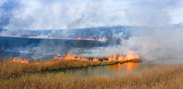 Brennendes trockenes Gras nahe dem Wald. Eine ökologische Katastrophe mit schädlichen Emissionen in die Atmosphäre.