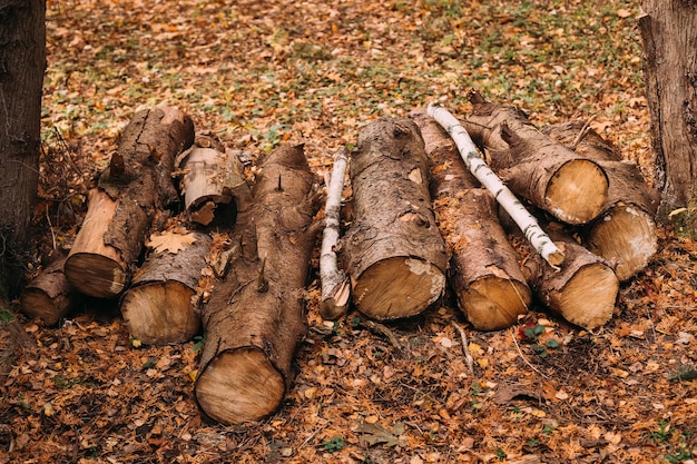 Foto brennholzstapel im wald brennholzstapel