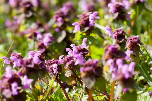 Brennnessel blüht im Frühling