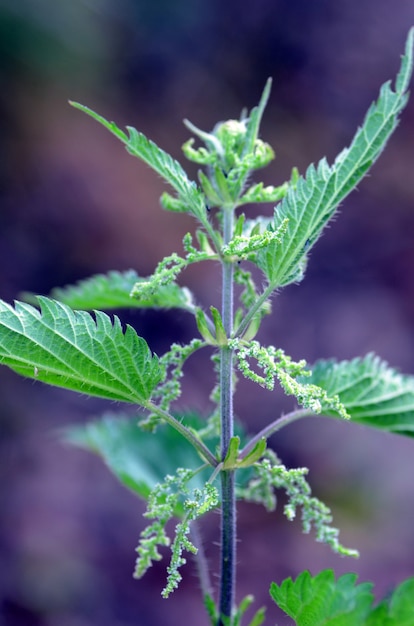 Brennnesselblüten (Urtica dioica)