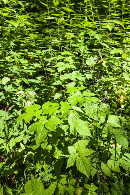 Brennnesseln im Unterholz des Waldes im Sommer