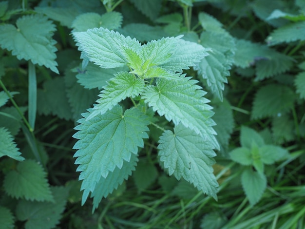 Brennnesselpflanze (Urtica).