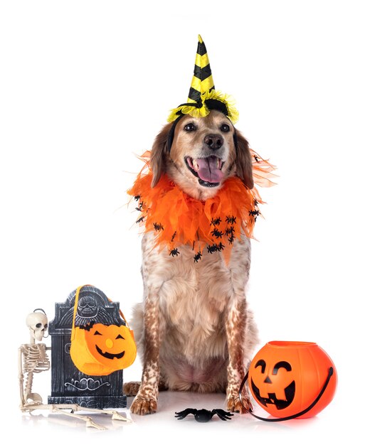 Bretagne-Hundetier in Halloween