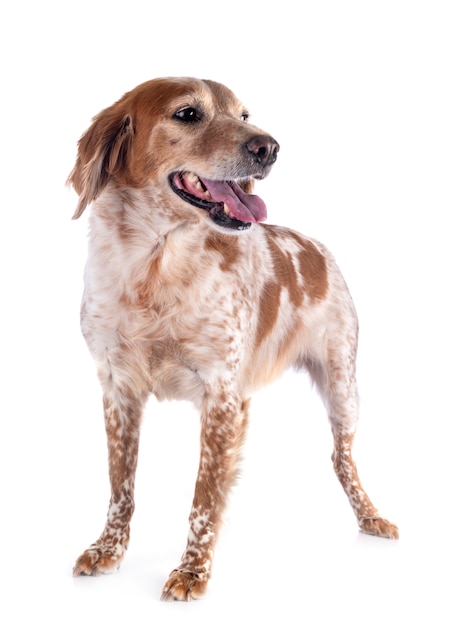 Bretagne-Hundetier