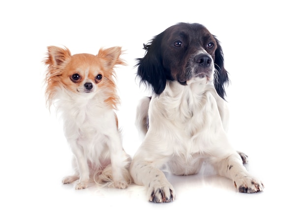 Bretagne Spaniel und Chihuahua