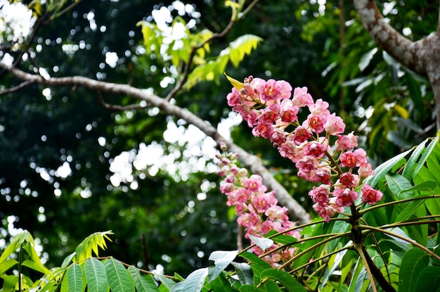 Bretschneidera sinensis flores nombre tailandés llamado Chomphu Phuka flores en el Parque Nacional Doi Phu Kha en Nan Tailandia