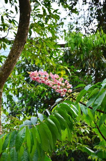 Bretschneidera sinensis floresce nome tailandês chamado Chomphu Phuka flores no Parque Nacional Doi Phu Kha em Nan Tailândia