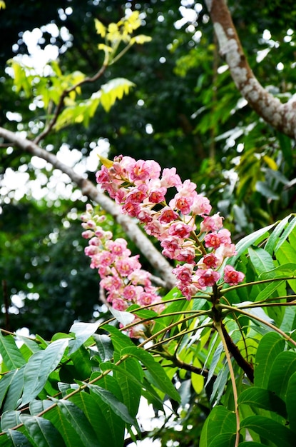 Bretschneidera sinensis floresce nome tailandês chamado Chomphu Phuka flores no Parque Nacional Doi Phu Kha em Nan Tailândia