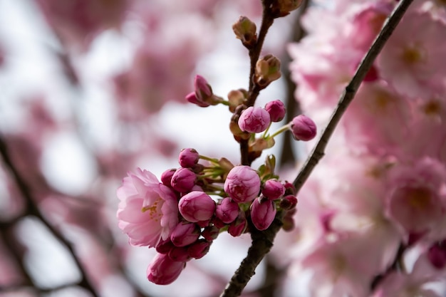 Un breve momento de la temporada en primavera es la floración del árbol de sakura.