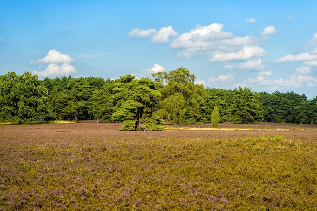 Brezales con flores de brezo común (Calluna vulgaris) y un roble en Lueneburg Heath (Lueneburger Heide) en Baja Sajonia, Alemania. Concepto de campo y prado de otoño