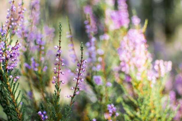 Foto brezo arbusto de hoja perenne en flor en otoño en septiembre en el bosque temprano en la mañana bajo el sol