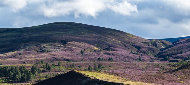 Brezo en la cordillera de Cairngorm