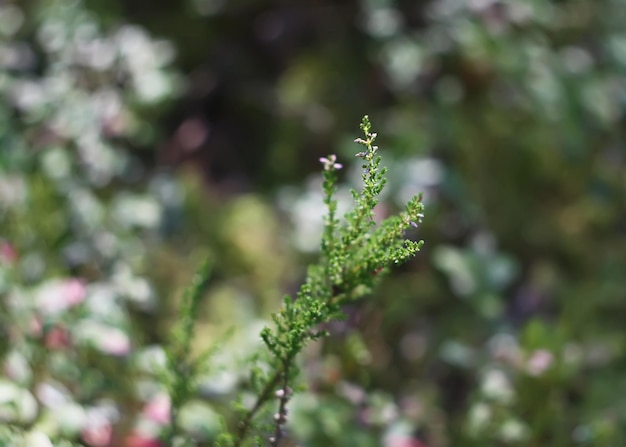 Brezo rosa bosque