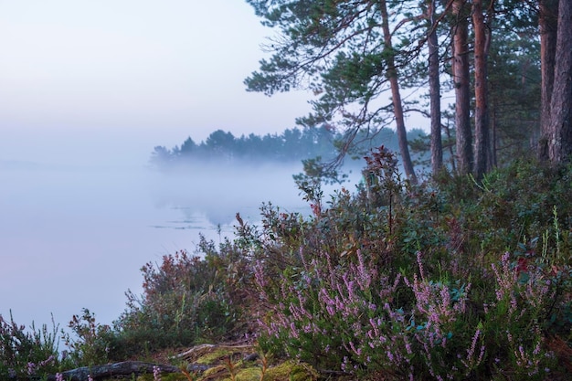 Brezo salvaje púrpura en la orilla del lago en niebla en otoño