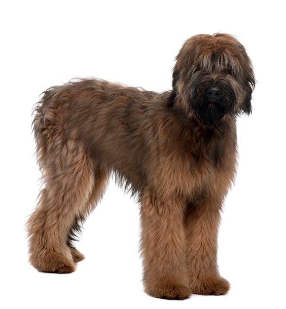 Briard, 6 Monate alt, stehend