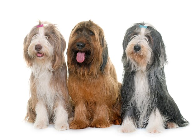 Briard dogand collies barbudos