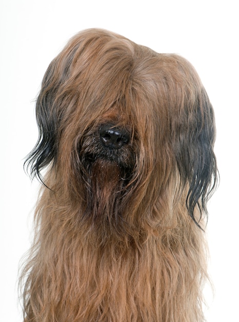 Briard-Hund