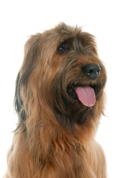 Briard-Hund