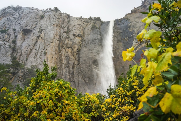 Bridalviel Herbst im Herbst