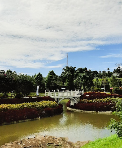 Bridhe branco no lago