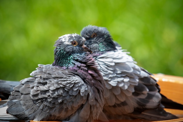 Brieftaubenvogel, der im grünen Park badet