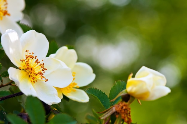 Brier blumen mit exemplar