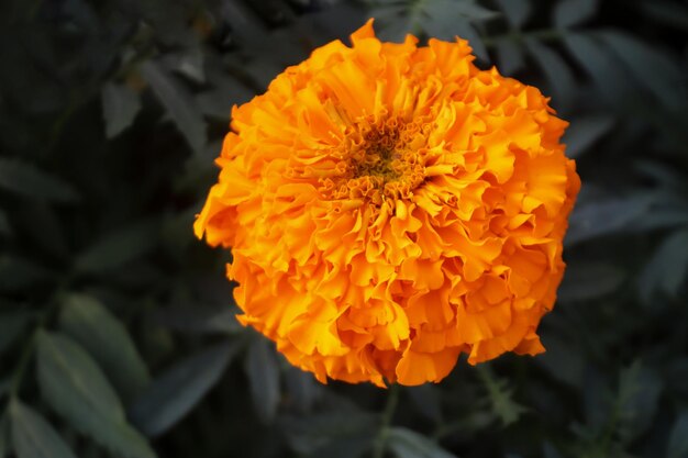 Bright_marigold no jardim amarelo vermelho_marigolds flor