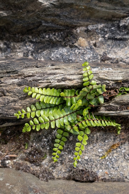 Brightgreen spleenwort (asplenium trichomanes) crescendo na velha ponte de pedra em simonsbath