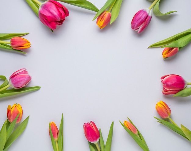 Brilhante buquê fresco de tulipas cor de rosa e amarelas sobre um fundo cinza na forma de um quadro