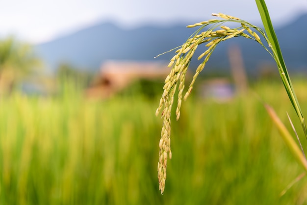 Brilhante fresco vívido do arroz dourado no campo está próximo a colher.